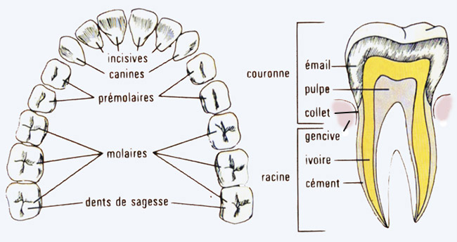 les dents de l'homme