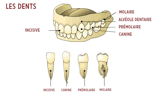 noms des dents